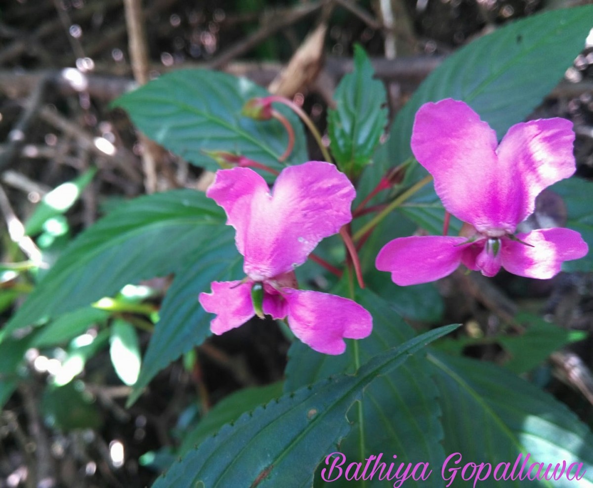 Impatiens cuspidata subsp. bipartita (Arn.) Grey-Wilson